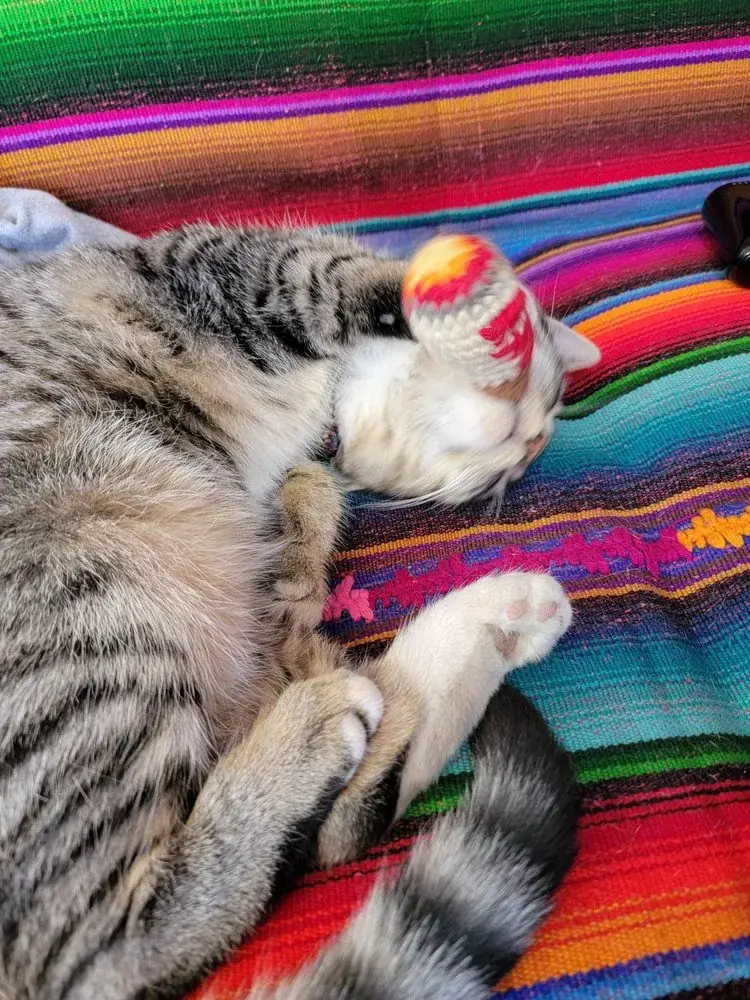 MuMu the cat at the Irving store
